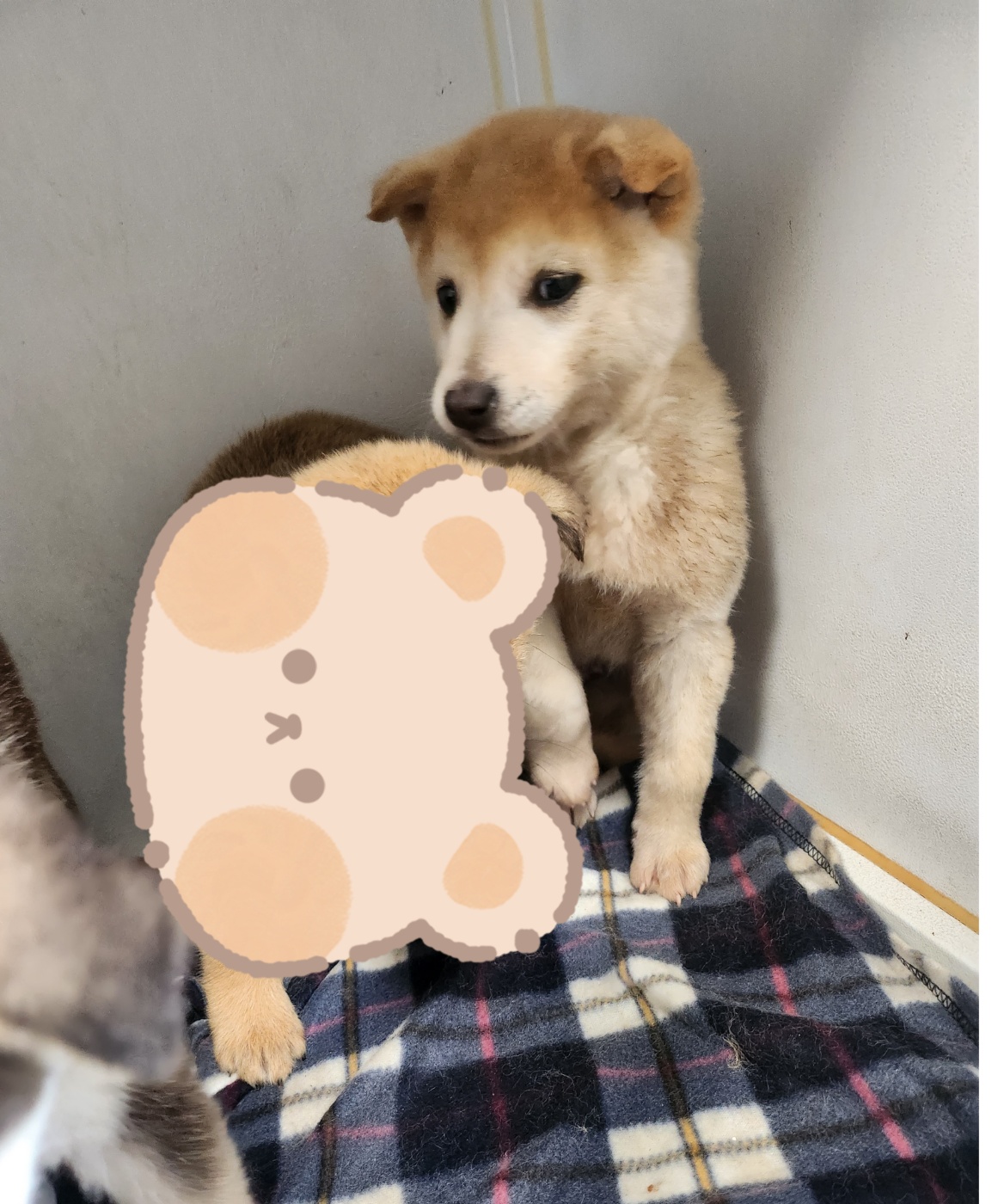 울산유기동물보호센터_431373202400082